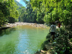 Trail to the harpy eagle nest in Colombia.