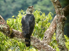 Harpy eagle in Colombia.