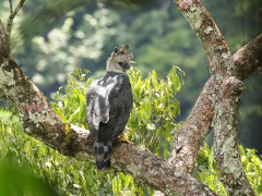 Harpy eagle in Colombia.
