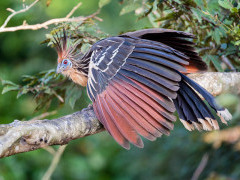 Hoatzin in Colombia.