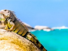 Iguana in Colombia