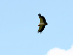 King vulture in Colombia.