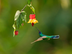 Lesser violetear in Colombia.