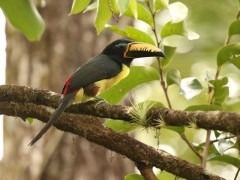 Lettered aracari in Colombia.