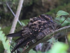 Lyre tailed nightjar in Colombia.