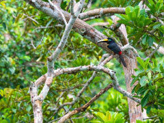 Many-banded aracari in Colombia