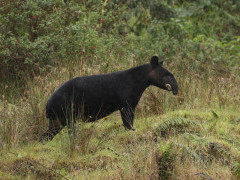 Mountain tapir in Colombia.