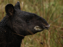 Mountain tapir in Colombia.