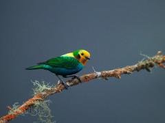 Multicoloured tanager in Colombia.