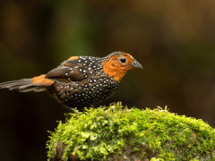 Ocellated tapaculo in Colombia