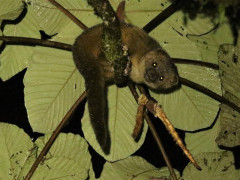 Olinguito in Colombia.