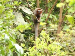 Ornate titi in Colombia.