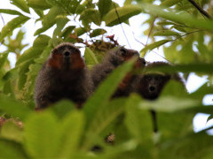 Ornate titi in Colombia.