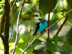 Paradise tanager in Colombia.