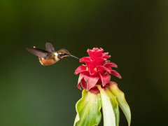 Purple-throated woodstar in Colombia.