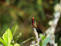 Rainbow-bearded thornbill in Colombia.