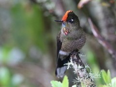 Rainbow-bearded thornbill in Colombia.