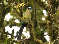 Andean motmot in Colombia.