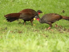Cauca guan in Colombia.