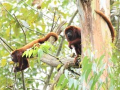 Red howler monkey in Colombia.