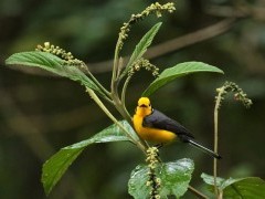 Golden-fronted whitestart in Colombia.