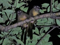 Grey-handed night monkey in Colombia.