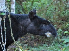 Mountain tapir in Colombia.