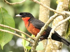 Red-ruffed fruitcrow in Colombia.