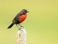 Red-breasted meadowlark in Colombia