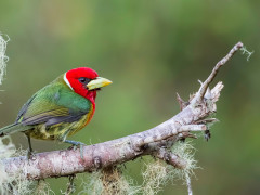 Red-headed barbet in Colombia