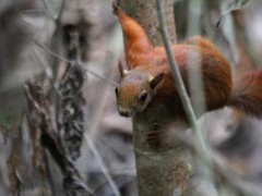Red-tailed squirrel in Colombia.