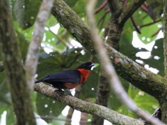 Red-ruffed fruit crow in Colombia.