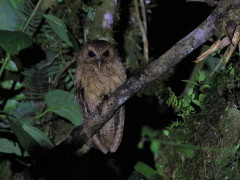 Rufescent screech owl in Colombia.