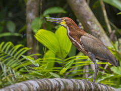 Rufescent tiger heron in Colombia