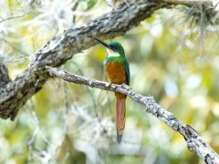 Rufous tailed jacamar in Colombia