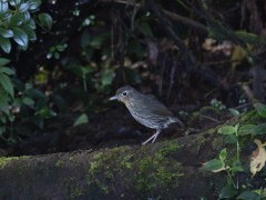 Santa Marta mountain antpitta in Colombia.