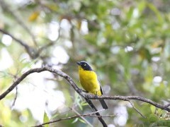 Santa Marta mountain tanager in Colombia.