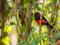 Scarlet-bellied mountain tanger in Colombia