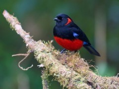 Scarlet-bellied mountain tanager in Colombia