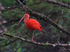 Scarlet ibis in Colombia.
