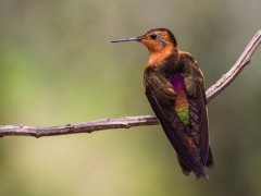 Shining sunbeam in Colombia