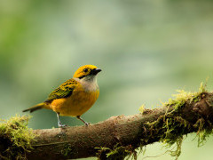 Silver-throated tanager in Colombia.