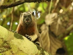 Silvery-brown bare face tamarin in Colombia.