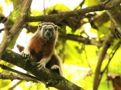 Silvery-brown bare-face tamarin in Colombia.
