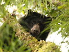 Spectacled bear in Colombia.