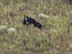 Spectacled bear in Colombia.