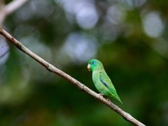 Spectacled parrotlet in Colombia
