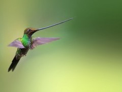 Sword-billed hummingbird in Colombia
