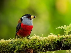 Toucan barbet in Colombia.