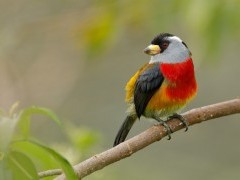 Toucan barbet in Colombia